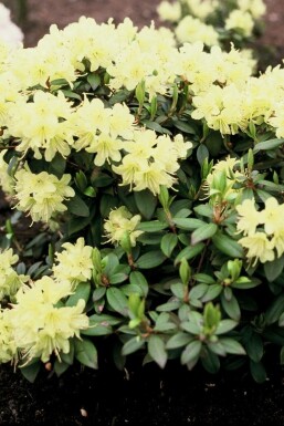 Rhododendron Rhododendron 'Princess Anne' busk Rhododendron 'Princess Anne' busk