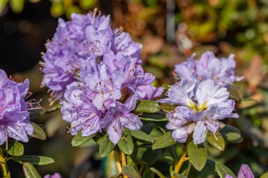 Rhododendron Rhododendron 'Ramapo' busk Rhododendron 'Ramapo' busk