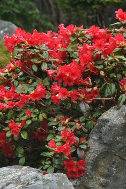 Rhododendron Rhododendron 'Scarlet Wonder' busk Rhododendron 'Scarlet Wonder'