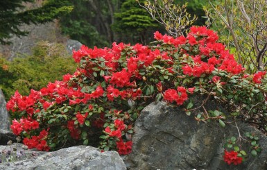 Rhododendron 'Scarlet Wonder'