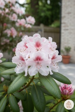Rhododendron 'Virginia Richards' busk 40-50 cm