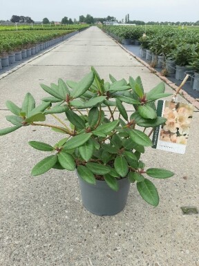 Rhododendron 'Virginia Richards' busk 40-50 cm