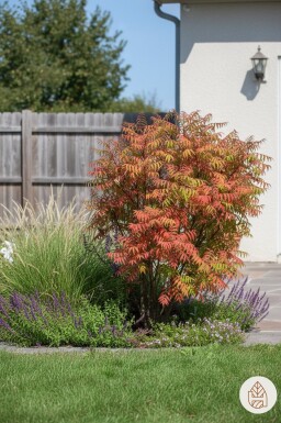Rhus glabra 'Laciniata' busk 60-70 cm