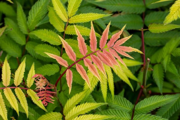 Rhus typhina C12 100-125