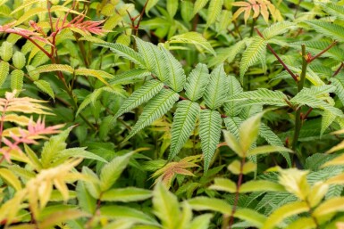 Rhus typhina C12 100-125
