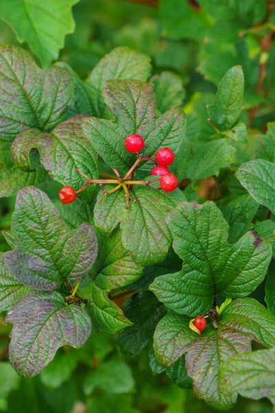 Ribes alpinum C2 40-60
