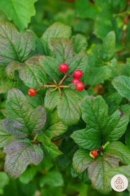 Ribes alpinum busk 40-60 cm