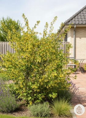 Ribes odoratum busk 80-100 cm