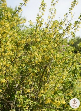 Ribes odoratum busk 80-100 cm