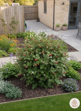 Rubus tricolor busk 10-15 cm