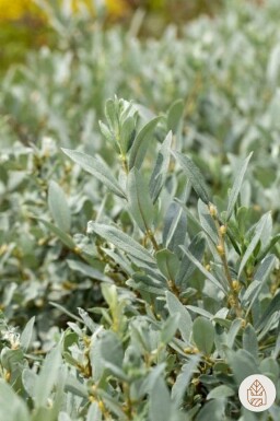 Salix helvetica busk 20-30 cm