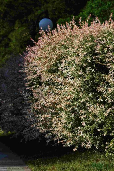 Salix integra 'Flamingo' C2 30-50