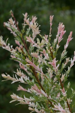 Salix integra 'Flamingo' C2 30-50
