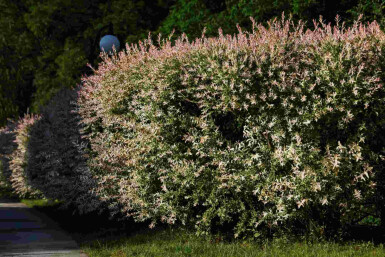 Salix integra 'Flamingo' C2 30-50