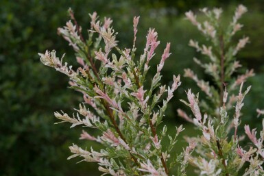 Salix integra 'Flamingo' C2 30-50