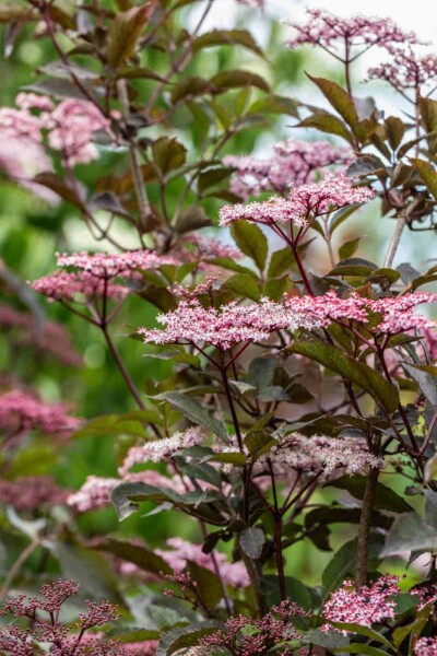 Hyldebær Sambucus nigra 'Black Beauty' busk 30-40 C2,5 Sambucus nigra 'Black Beauty' busk 30-40 cm