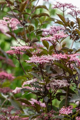 Hyldebær Sambucus nigra 'Black Beauty' busk 30-40 C2,5 Sambucus nigra 'Black Beauty' busk 30-40 cm