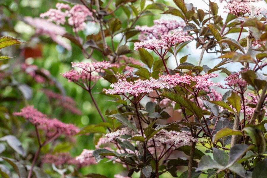 Hyldebær Sambucus nigra 'Black Beauty' busk 30-40 C2,5 Sambucus nigra 'Black Beauty' busk 30-40 cm
