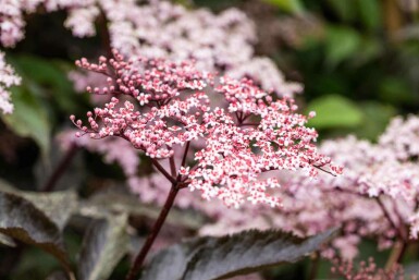 Hyldebær Sambucus nigra 'Black Beauty' busk 30-40 C2,5 Sambucus nigra 'Black Beauty' busk 30-40 cm