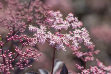 Hyldebær Sambucus nigra 'Black Beauty' busk 30-40 C2,5 Sambucus nigra 'Black Beauty' busk 30-40 cm
