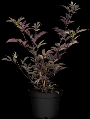 Hyldebær Sambucus nigra 'Black Beauty' busk 30-40 C2,5 Sambucus nigra 'Black Beauty' busk 30-40 cm