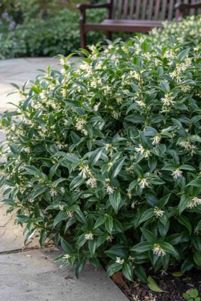 Sarcococca hookeriana 'Humilis' busk 20-25 cm