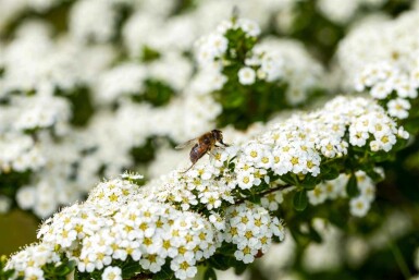Spiraea arguta C1,7 30-40
