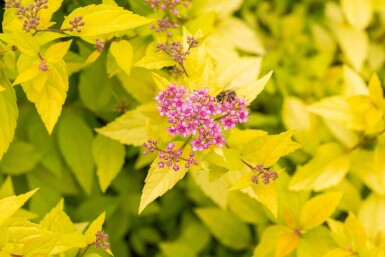 Spiraea japonica 'Golden Princess' C1,7 20-30