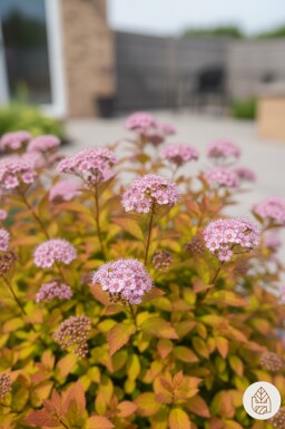 Spiraea japonica 'Goldflame' busk 30-35 cm