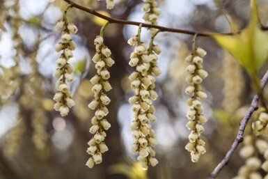 Akshale Stachyurus praecox busk 30-40 C3 Stachyurus praecox busk 30-40 cm