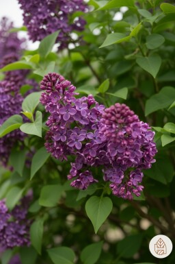 Syringa 'Bloomerang Dark Purple' busk 30-40 cm