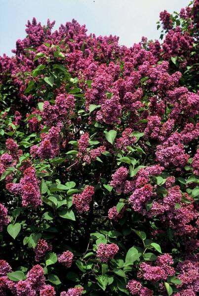 Syringa vulgaris 'Andenken an Ludwig Spath' busk 30-40 cm