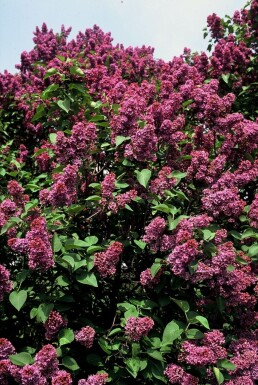 Almindelig syren Syringa vulgaris 'Andenken an Ludwig Spath' busk Syringa vulgaris 'Andenken an Ludwig Spath' busk