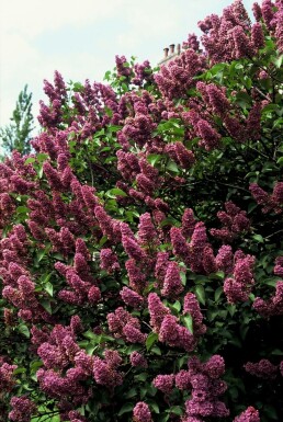 Almindelig syren Syringa vulgaris 'Andenken an Ludwig Spath' busk Syringa vulgaris 'Andenken an Ludwig Spath' busk