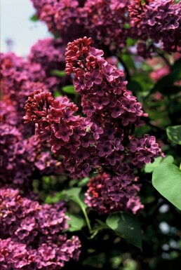 Syringa vulgaris 'Andenken an Ludwig Spath' busk 30-40 cm