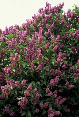 Syringa vulgaris 'Andenken an Ludwig Spath' busk 30-40 cm
