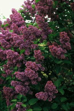 Syringa vulgaris 'Andenken an Ludwig Spath' busk 30-40 cm