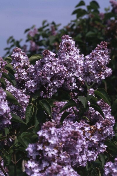 Syringa vulgaris 'Michel Buchner' busk 100-125 cm