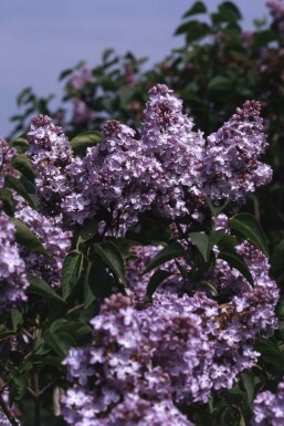 Almindelig syren Syringa vulgaris 'Michel Buchner' busk Syringa vulgaris 'Michel Buchner' busk
