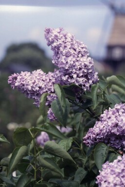 Almindelig syren Syringa vulgaris 'Michel Buchner' busk Syringa vulgaris 'Michel Buchner' busk