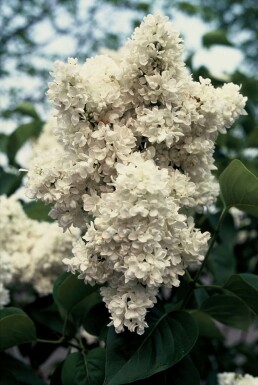 Almindelig syren Syringa vulgaris 'Mme Lemoine' busk Syringa vulgaris 'Mme Lemoine' busk