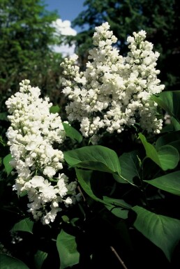 Almindelig syren Syringa vulgaris 'Mme Lemoine' busk Syringa vulgaris 'Mme Lemoine' busk