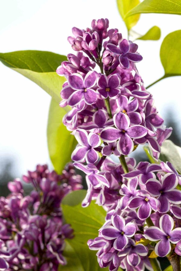 Syrenbusk Syringa vulgaris 'Sensation' busk 30-40 C3 Syringa vulgaris 'Sensation' busk 30-40 cm