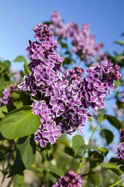 Syrenbusk Syringa vulgaris 'Sensation' busk 30-40 C3 Syringa vulgaris 'Sensation' busk 30-40 cm