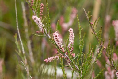 Tamarisk Tamarix parviflora busk 80-100 C4 Tamarix parviflora busk 80-100 cm