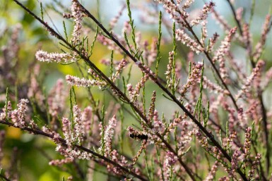 Tamarisk Tamarix parviflora busk 80-100 C4 Tamarix parviflora busk 80-100 cm