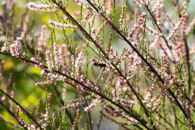 Tamarisk Tamarix parviflora busk 80-100 C4 Tamarix parviflora busk 80-100 cm