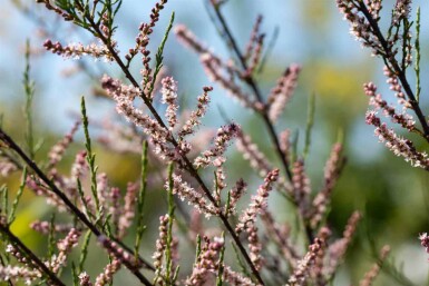 Tamarisk Tamarix parviflora busk 80-100 C4 Tamarix parviflora busk 80-100 cm