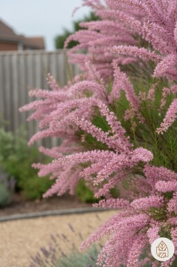 Tamarix ramosissima busk 60-100 cm