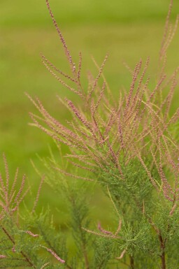 Tamarisk Tamarix ramosissima 'Pink Cascade' busk 80-100 C10 Tamarix ramosissima 'Pink Cascade' busk 80-100 cm